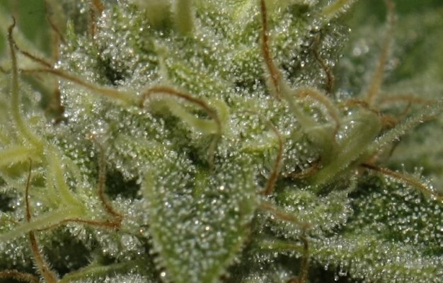 aliendawg plant 1,,, close up ....jpg
