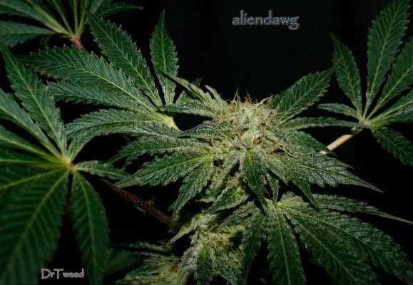 aliendawg plant 3,,,,.JPG