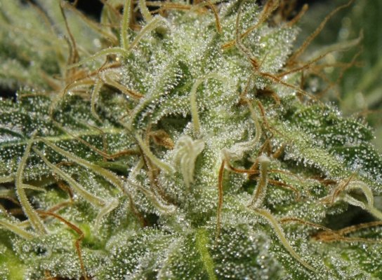 aliendawg plant 3 closeup 4.jpg