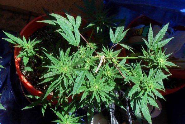4-strains---1st-grow-outside-on-balcony-11.jpg