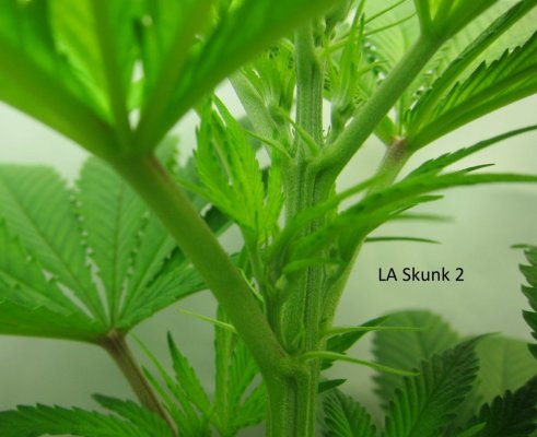 Personal Medical Grow in Coco. [Chem D, Grape Romulan, Grapefurit Haze, Casey Jones]