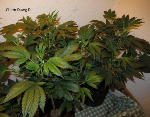 Personal Medical Grow in Coco. [Chem D, Grape Romulan, Grapefurit Haze, Casey Jones]