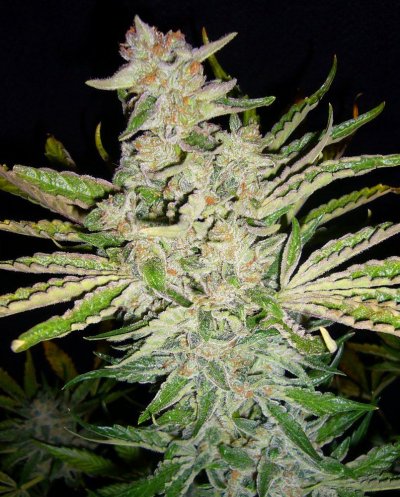 BubbaKushX DoublePurpleDoja chop 011-4.JPG