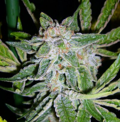 BubbaKushX DoublePurpleDoja chop 014.JPG