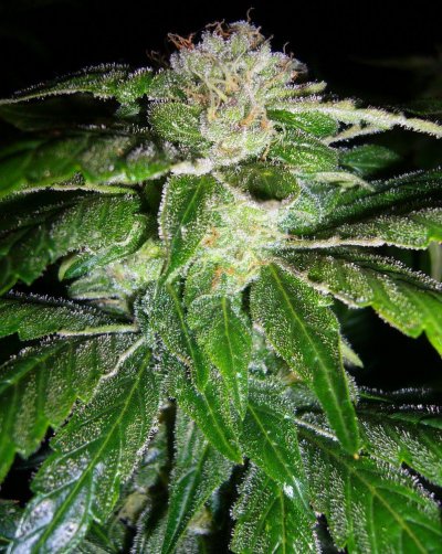 Purps,Gourdbuster,MKxBK,PKxSSH3 069.JPG