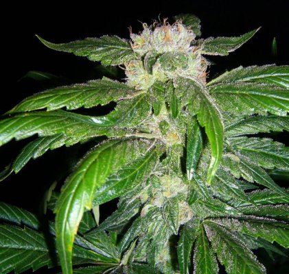 Purps,Gourdbuster,MKxBK,PKxSSH3 066.jpg