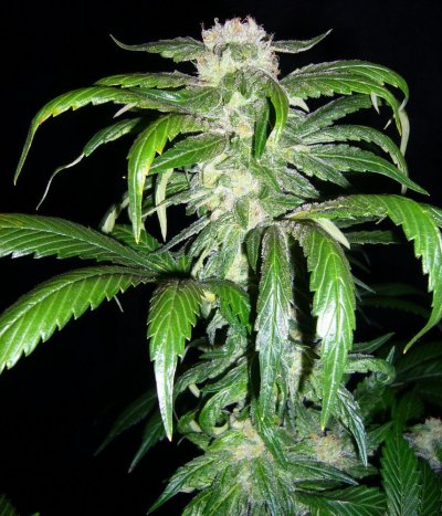 Purps,Gourdbuster,MKxBK,PKxSSH3 065.JPG