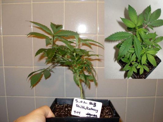 Shishkaberry-day-4-flower.jpg