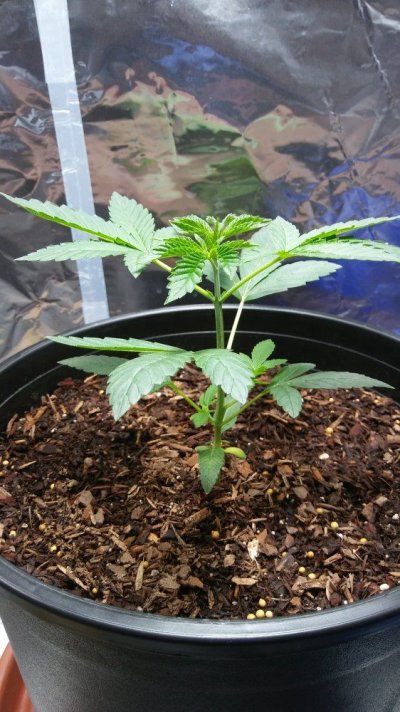 my-first-grow-3.jpg
