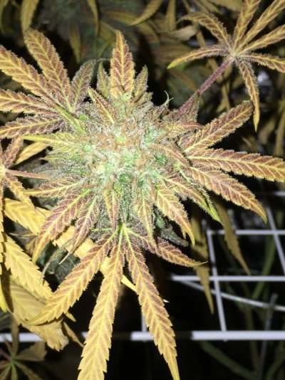 Homemade Hybrids