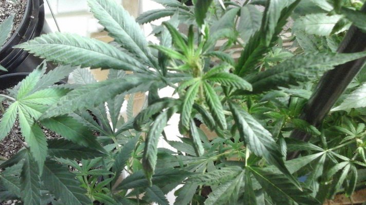 new-growth-is-deformed--please-help-3.jpg