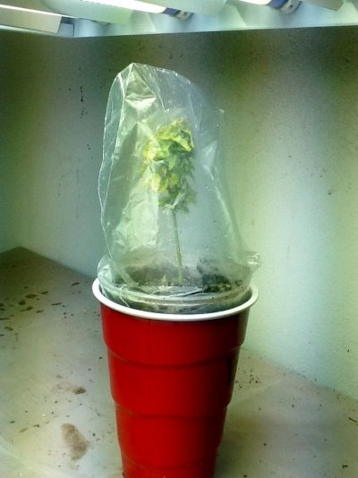 Bud Cloning Success?