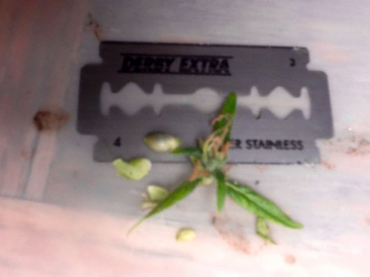 Bud Cloning Success?