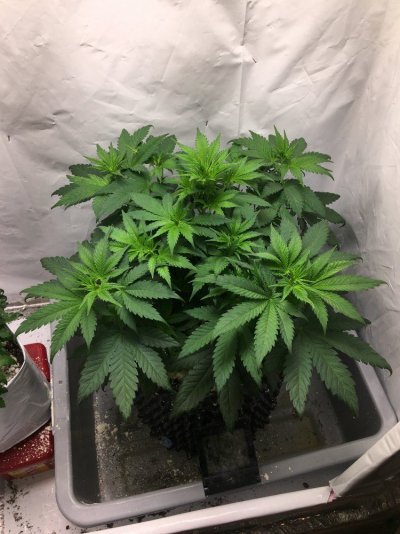 acapulco-gold-grow---600w-led-3.jpg