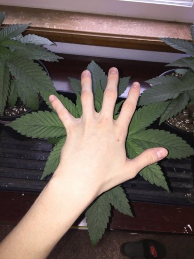 Mandy's Purple Journal