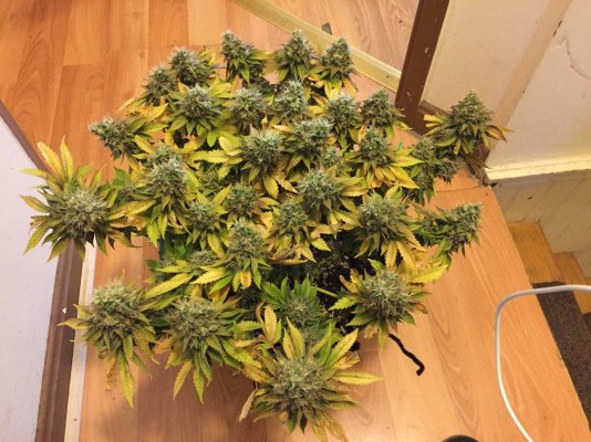 First Diarie....grow With Me