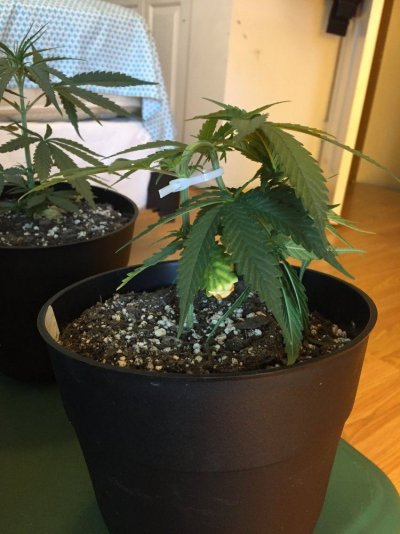 First Diarie....grow With Me