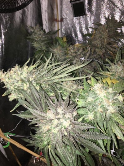Closet Grow Show 600w Purple Goatz