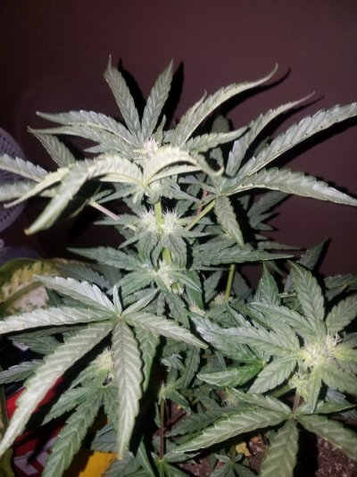 Long Time Grower First Time Hydro
