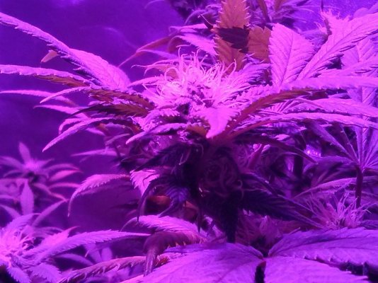 my-first-grow-ever-led-lithium-og-kush-3-weeks-into-flowering-5.jpg