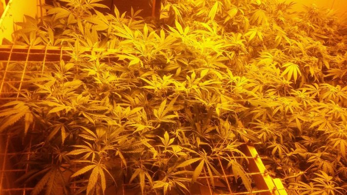 Snow White Strain, Starting Another Grow.
