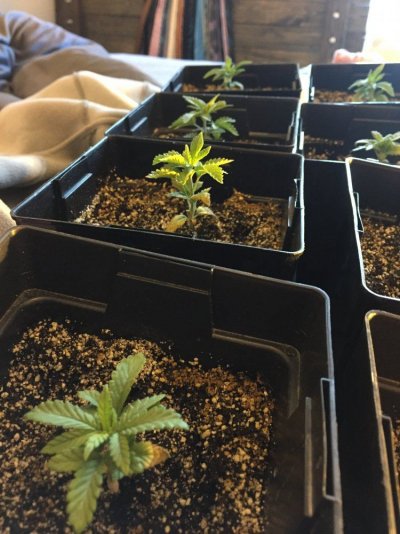 4-strains-2nd-grow-2.jpg