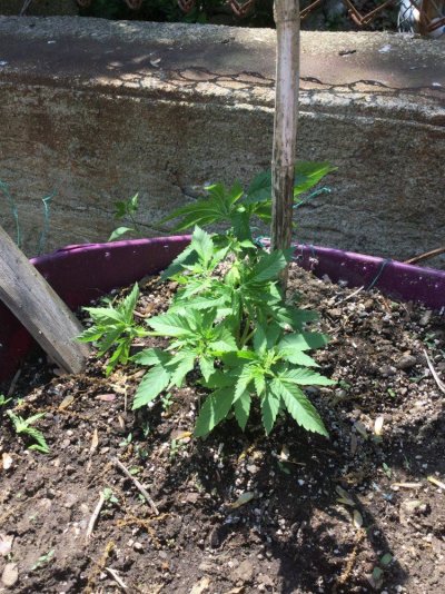 Sour Kosher, Chronic Thunder & Critical Super Silver Haze