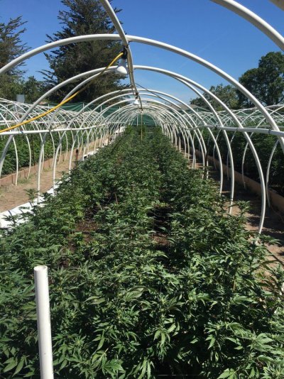 Hoop House Killa 2017.
