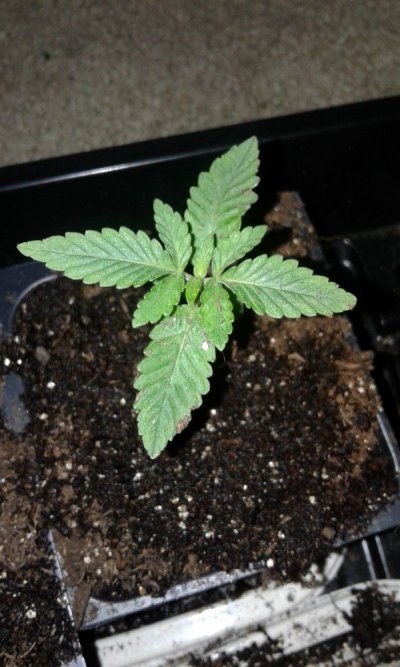 Mutations Found In The Garden