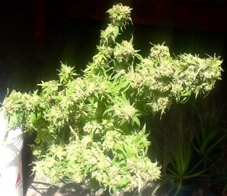 Baking soda or Bicarb soda for PH up?
