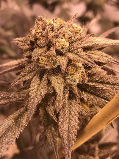Emerald Harvest Grow