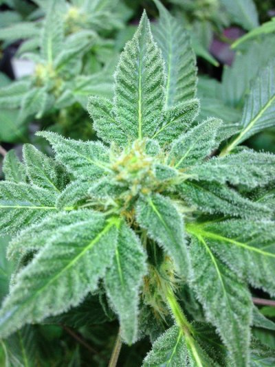 6-weeks-of-flower-what-yall-think-2.jpeg