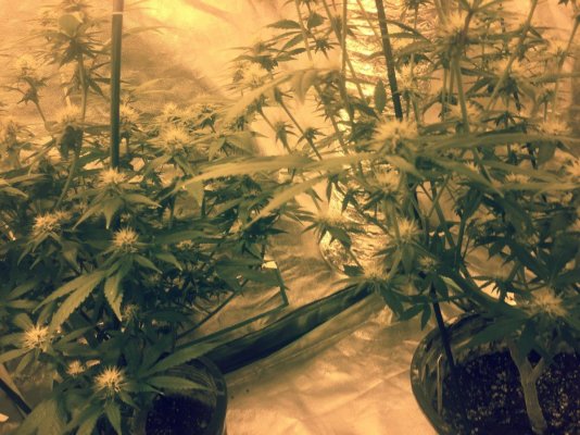 Harvest Day!!