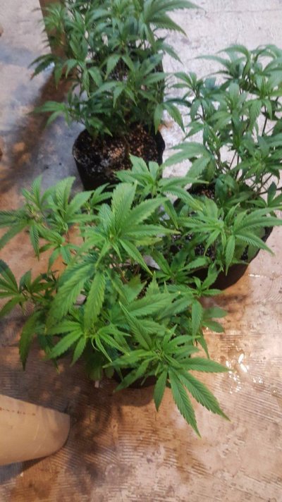 help-ph-problems-in-runoff-and-plants-look-locked-up.jpg