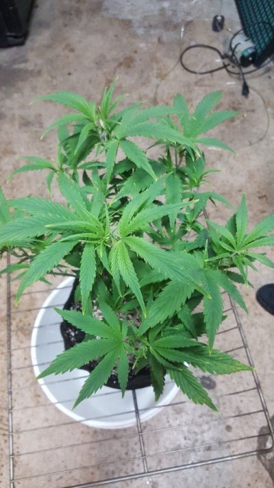 help-ph-problems-in-runoff-and-plants-look-locked-up-2.jpg