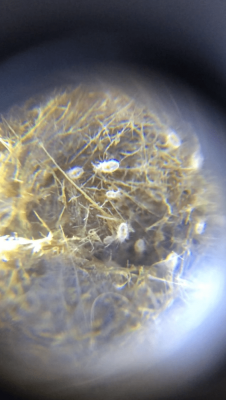 mystery-mites-6.png
