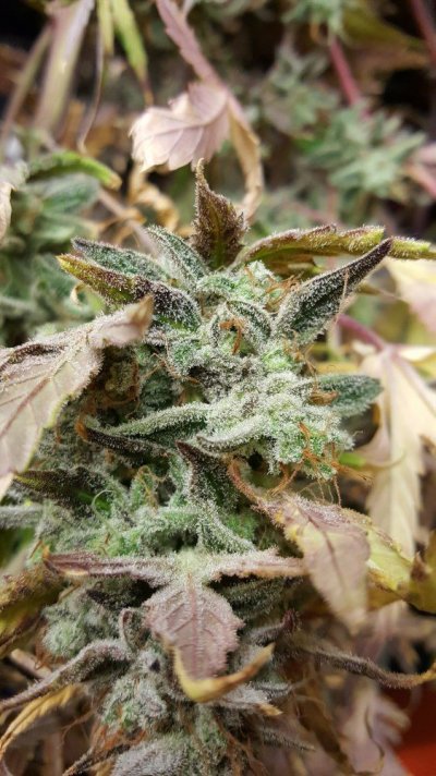 20170125_205755.jpg
