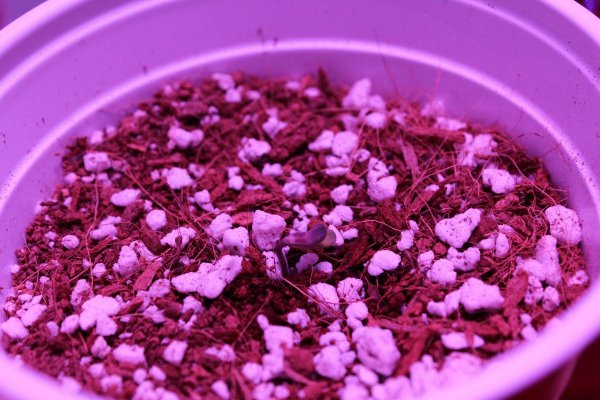 drooping-seedlings-day-5-2.jpg
