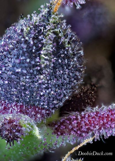 DoobieDuck's Macro Cannabis Images