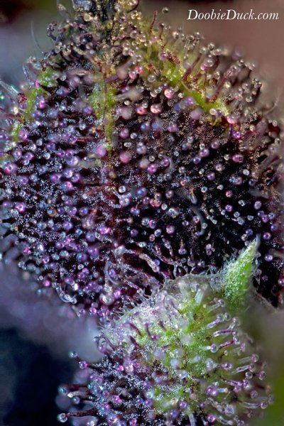 DoobieDuck's Macro Cannabis Images