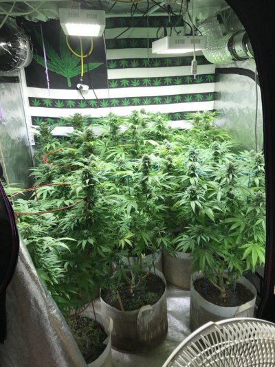 Multi Strain Grow