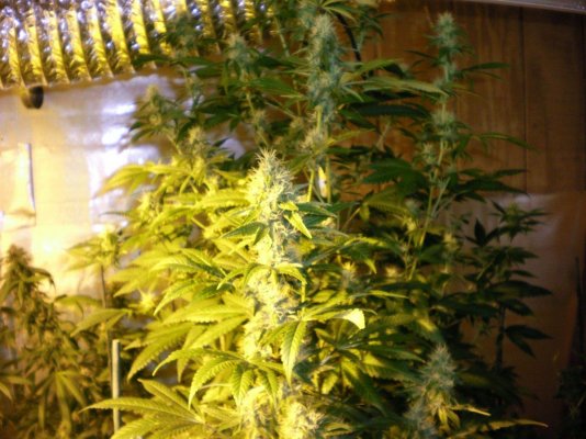 Organic  Flushing Thoughts??