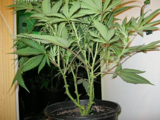 2 day in flower Only bottom third trimmed off.JPG