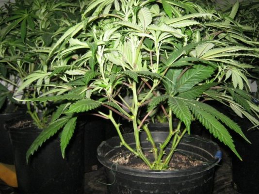 No supercropping - just bottom third removed 2 days into flower.JPG