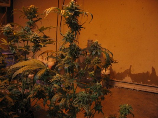 nuggys 018.jpg