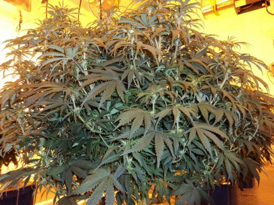 60 X 1000 Watts Under Current Hydro 20 Tons Of Ac And Some Co2
