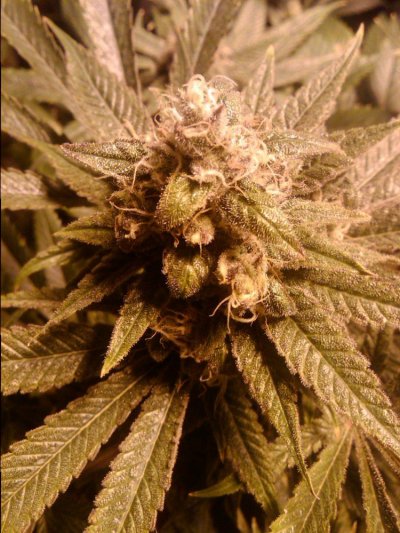 cannastyles-grow-journal-2.jpg