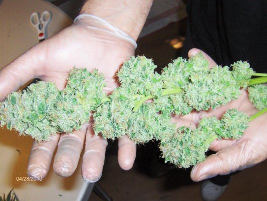 rcdwc first 12 days with pics "Blue Dream"