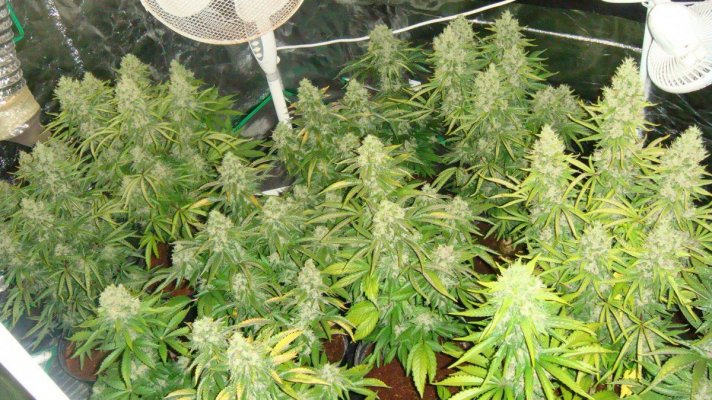 thc 035.JPG