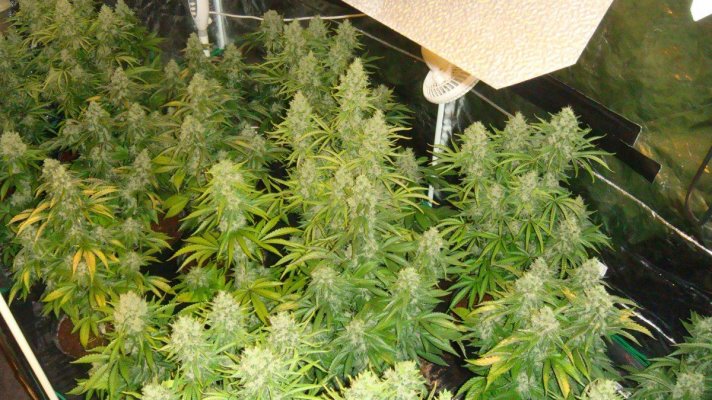 thc 044.JPG